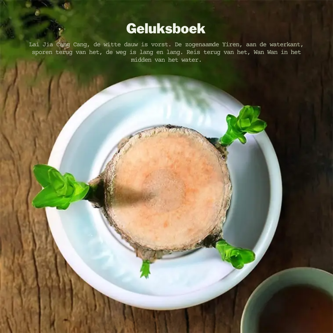 Braziliaanse - Gelukshout