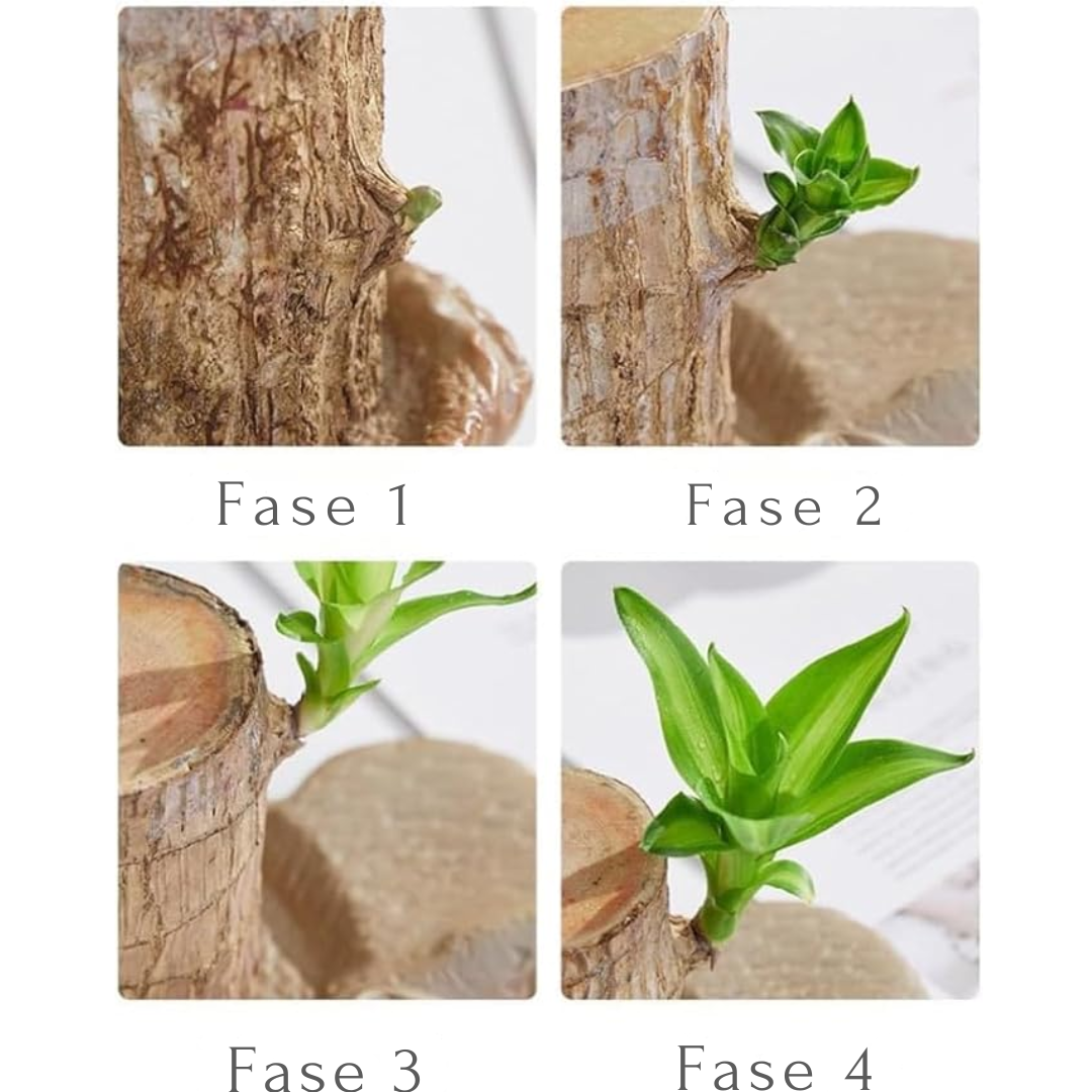 Braziliaanse - Gelukshout